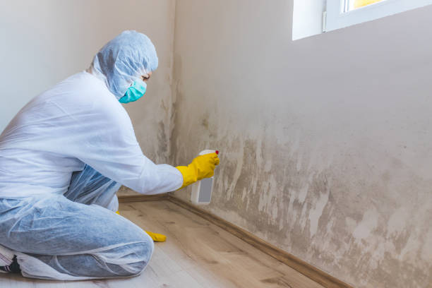 Licensed Mold Inspection service in Barrington, NJ - WQB Mold Removal